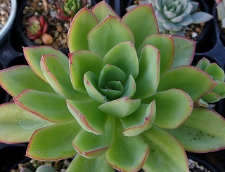DSC_4811.jpg