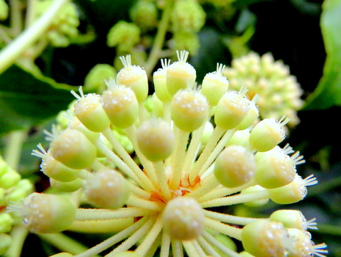 雌性期の花2014.11.27