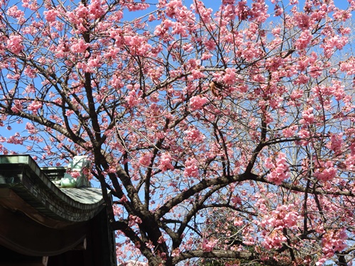 荏原神社の寒緋桜