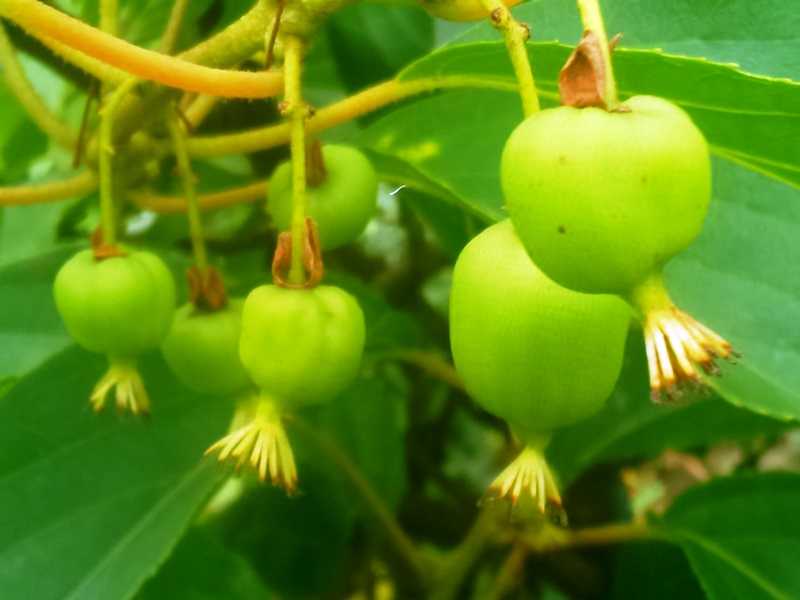 猿梨（さるなし），キウイフルーツ（Kiwifruit）実 | 熊谷_西別府 - 楽天ブログ