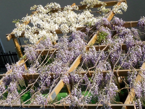 P1140999 (500x376).jpg