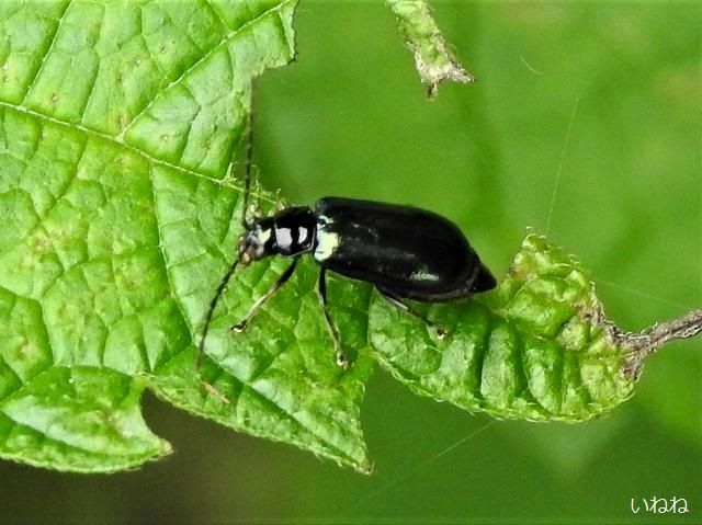 クワハムシ 桑の葉が好物で 名前にもなっています いねねの趣味三昧 昆虫 野鳥 古寺巡り 読書 木工 語学など 楽天ブログ