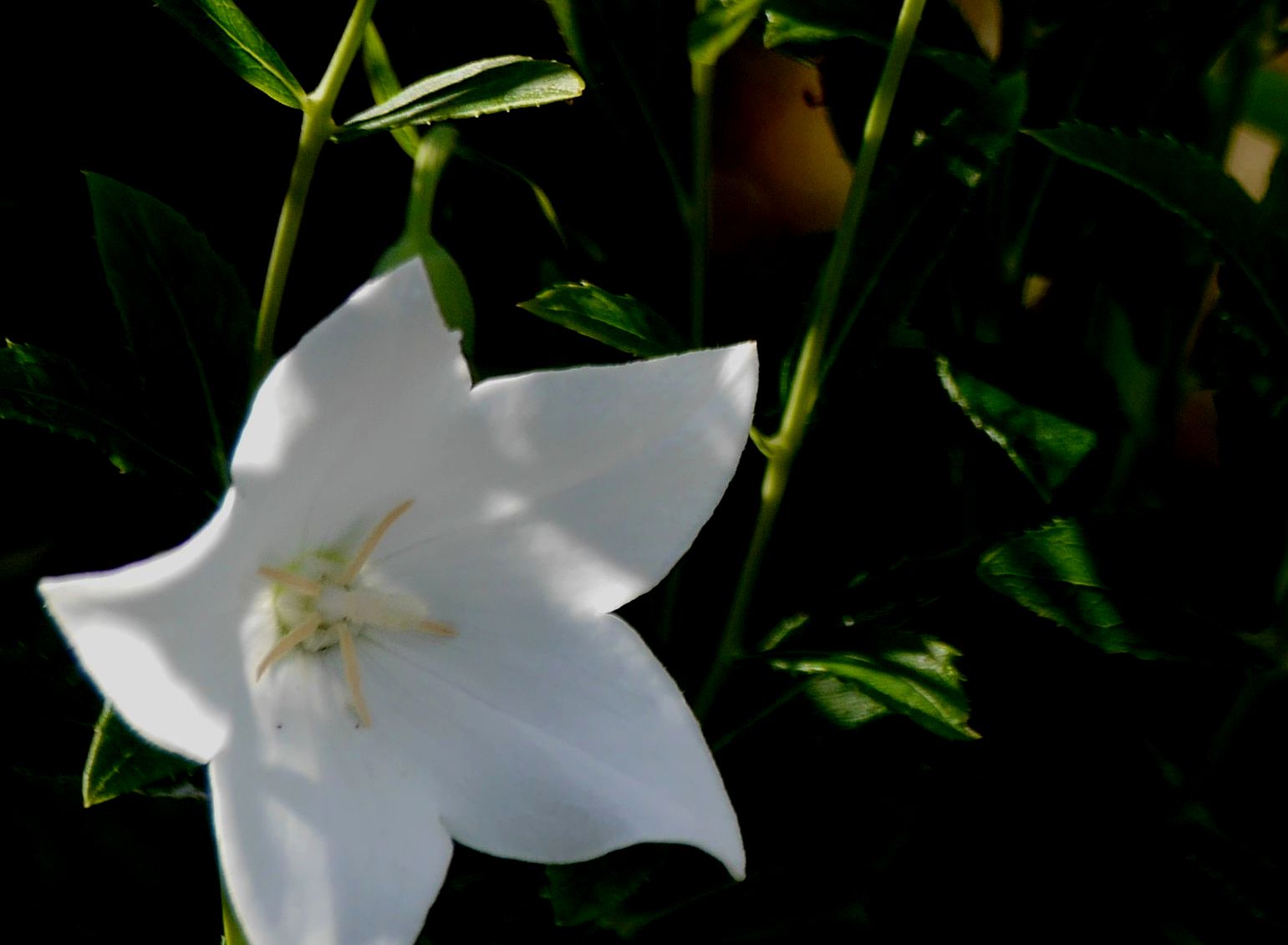 早乙女花 | 春の小川の花鳥日記 - 楽天ブログ