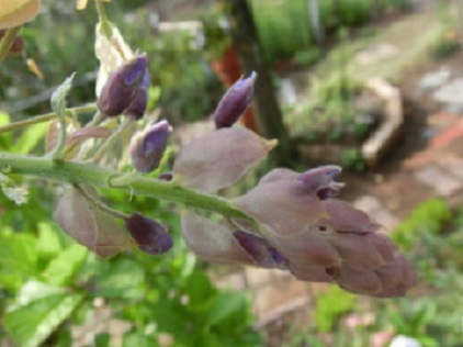 藤の花