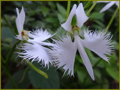 令和２年８月26日）鷺草や天使舞ふほど平和なり♪ | 花の歳時記 （天南星の魅力＆山野草） - 楽天ブログ