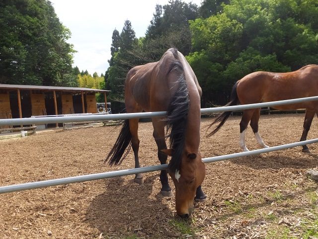 お馬さんが のんびりと ペンション木の実日記 楽天ブログ