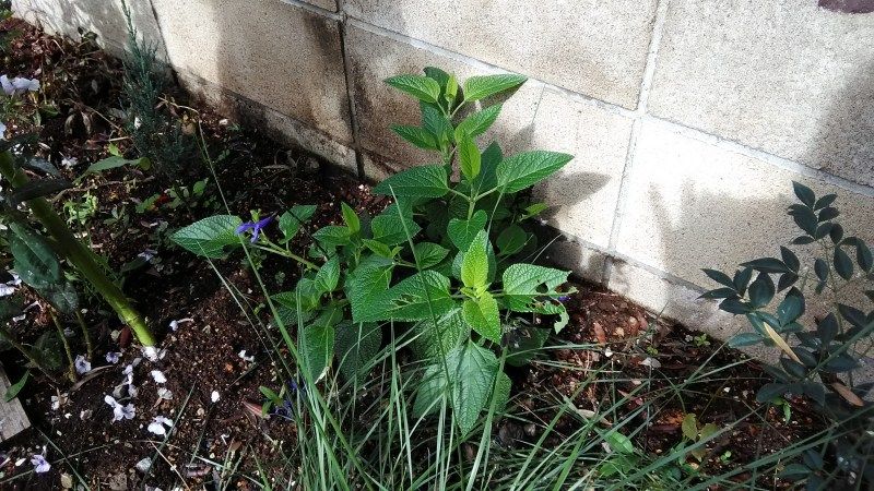 今日の庭に咲く花 Miraiの庭 つれづれに 楽天ブログ
