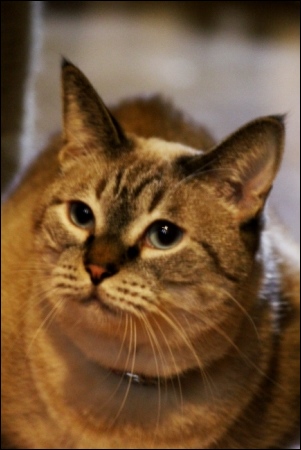 東京旅行-139 龍馬くん-3 13.10.6