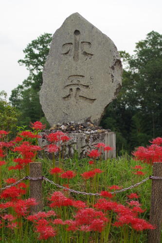 巾着田の彼岸花