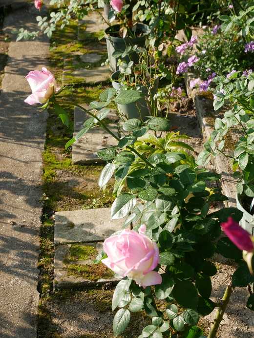 秋色紫陽花とグリーンの薔薇の実の縦長スワッグ 横長スワッグ フラワー  