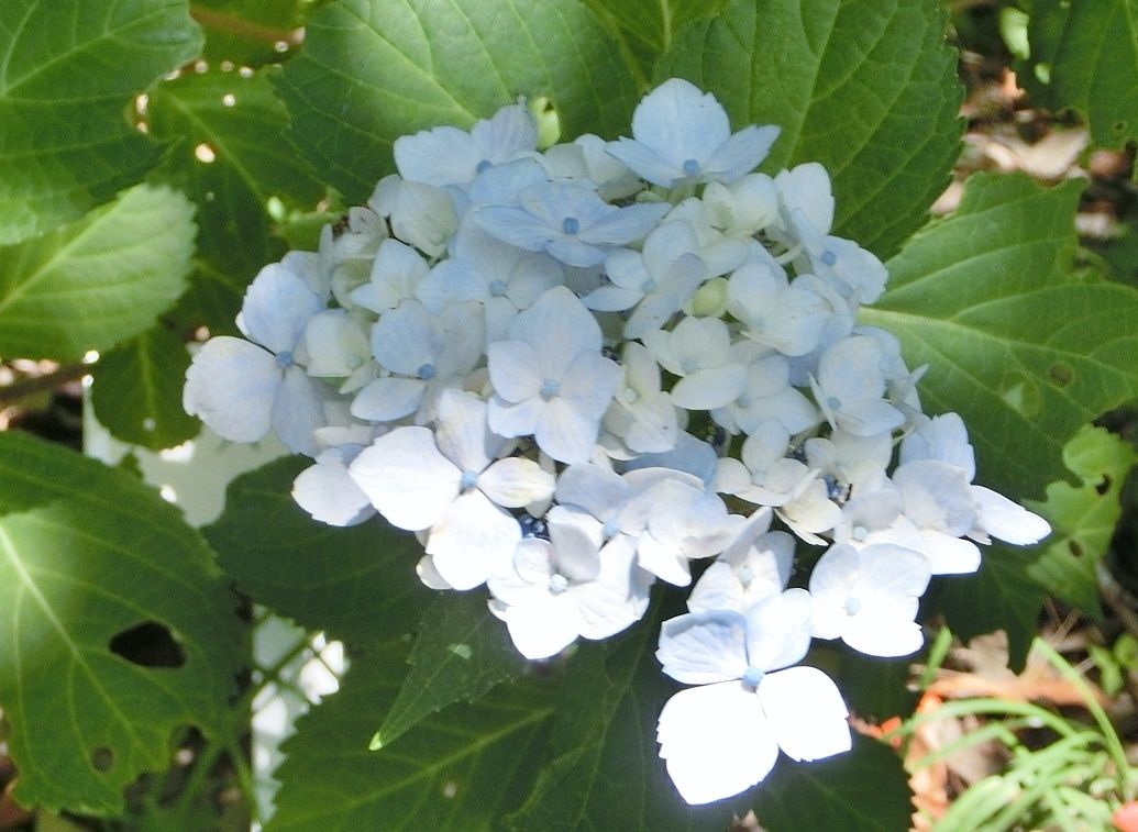ギリシア 語 で 真珠 という 意味 の 花 は ギリシア語で 真珠 という意味の花は 青空の下で