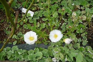P1050378ss.jpg