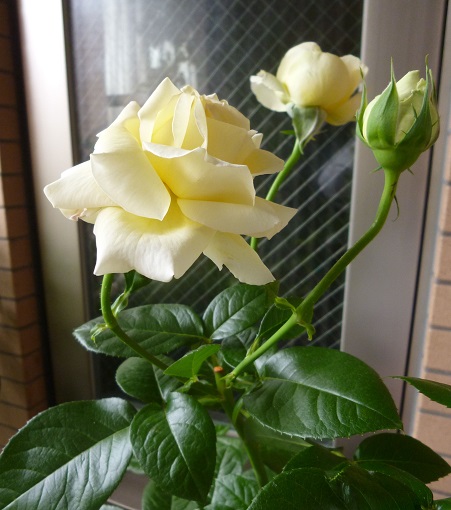 P1190940画像2.jpg