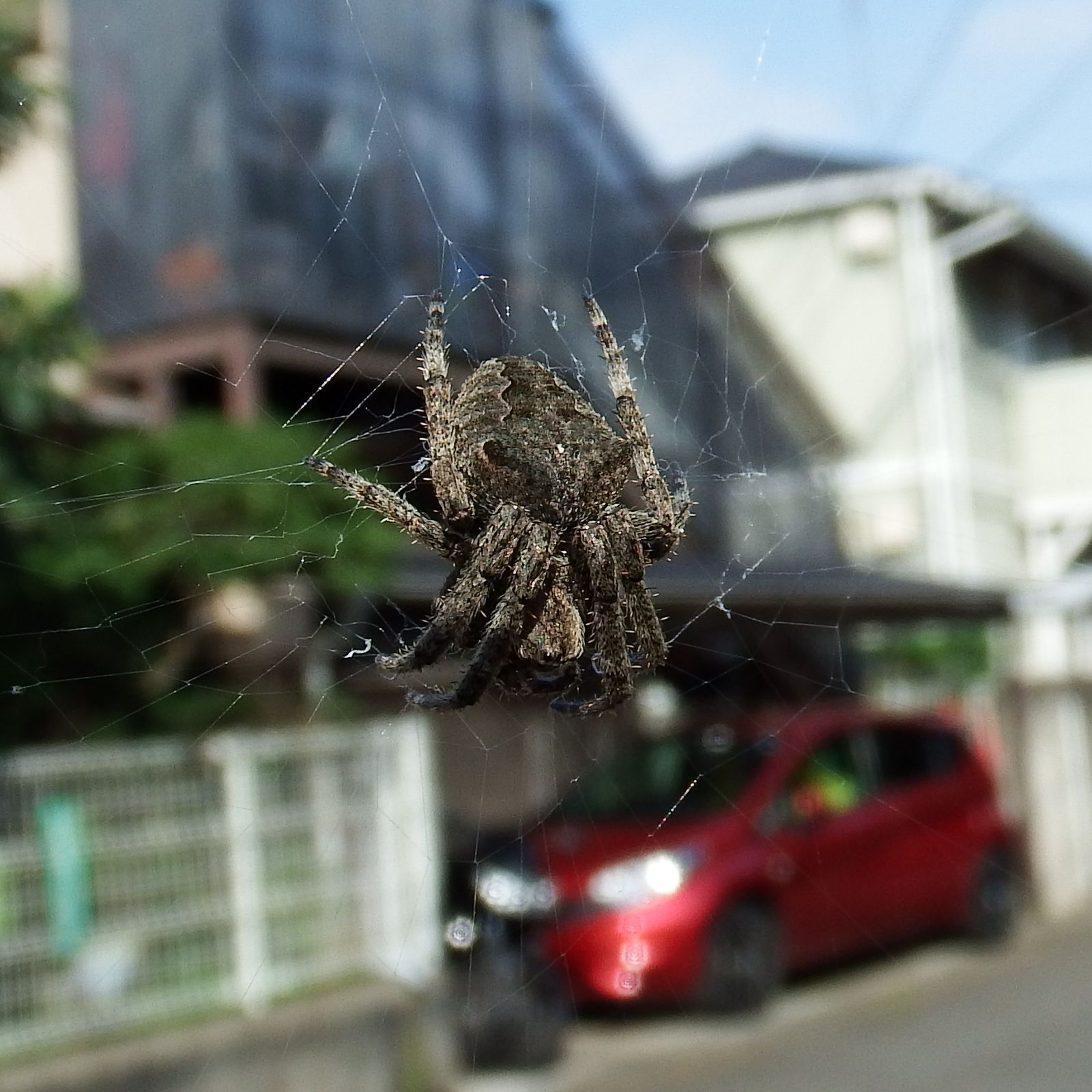 蜘蛛は昆虫ではないけど 昆虫と同じ日に撮影することが多いので 野性の大田区 東京都大田区自然探訪記 楽天ブログ