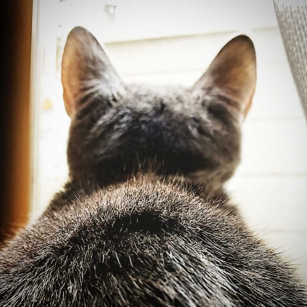 猫のあごニキビ すぴたん日記 - 楽天ブログ