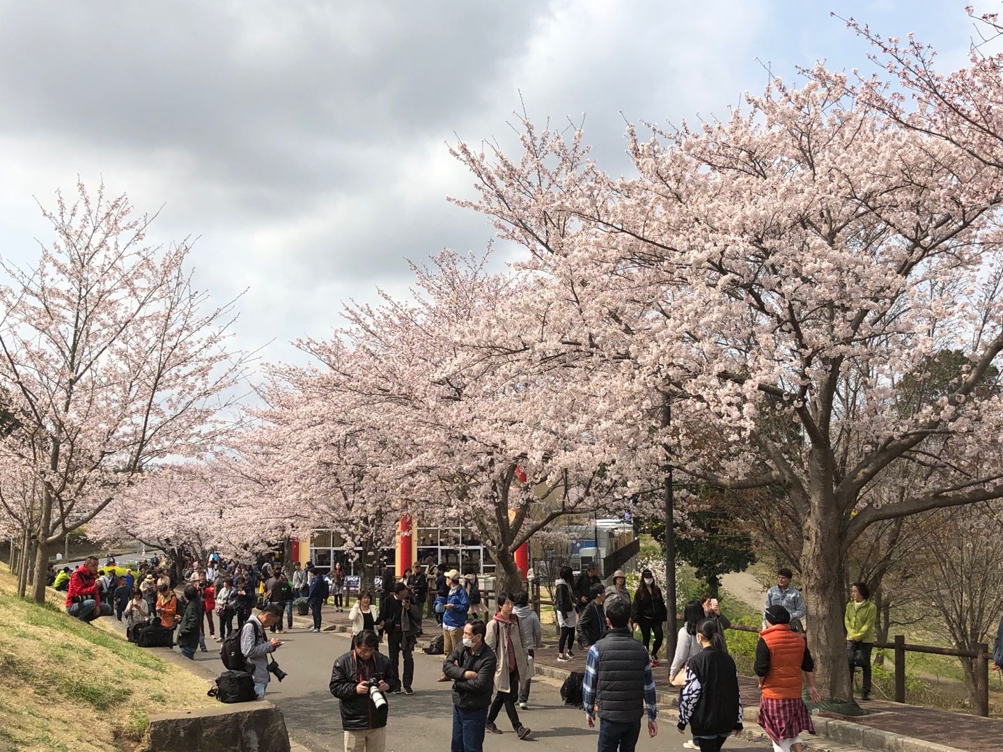 旅先スケッチ 成田 さくらの山公園 みゃあみゃあのトーク トーク 楽天ブログ