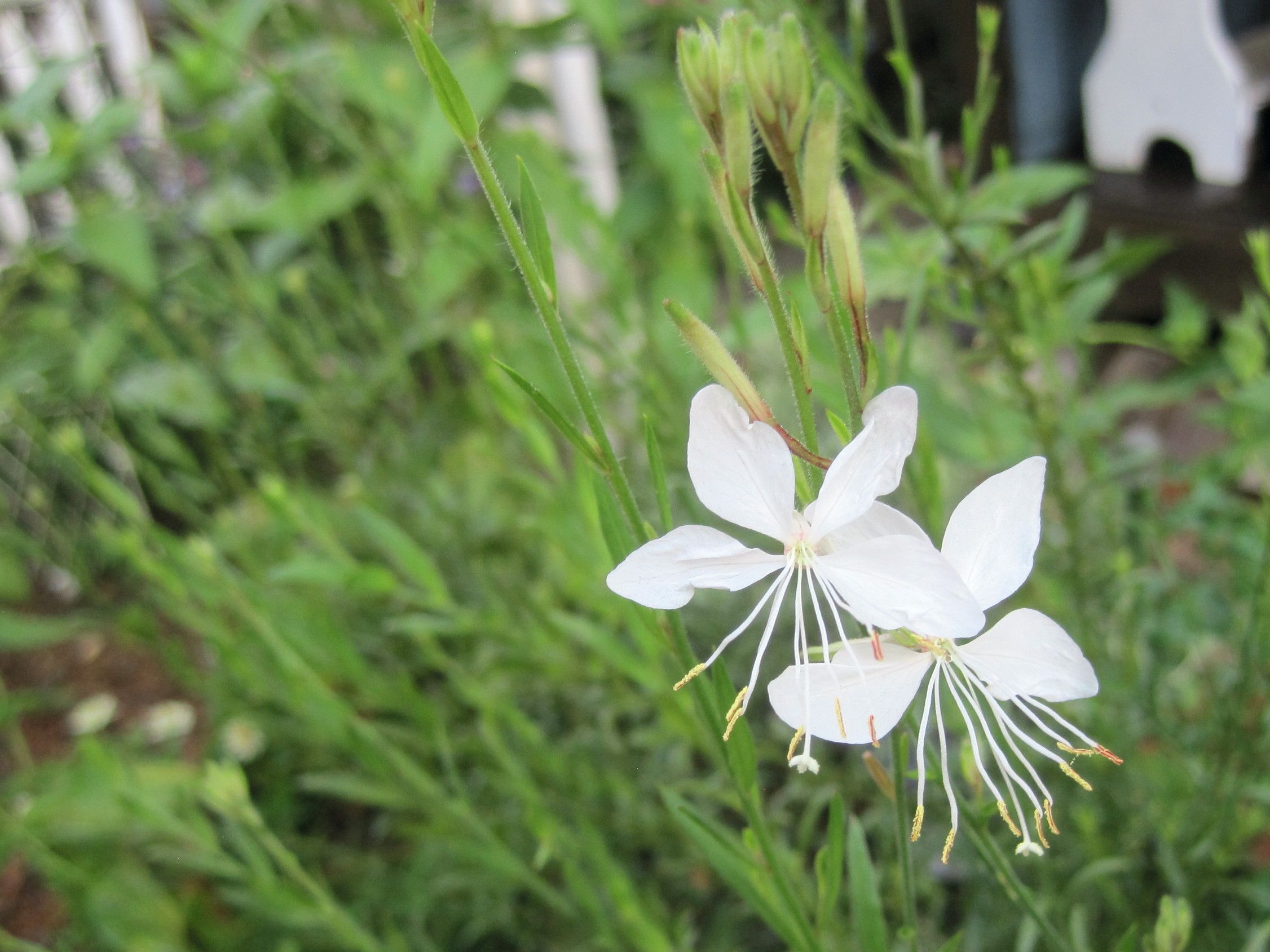 夏の白い花いろいろ たねをまく日々 楽天ブログ