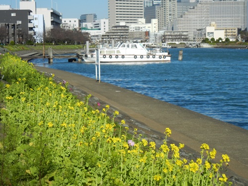 しながわ花海道