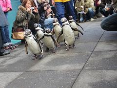 ペンギンの散歩