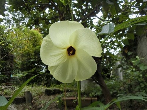 咲いて 午後閉じたオクラの花 悠遊自手記 Kyoto 楽天ブログ