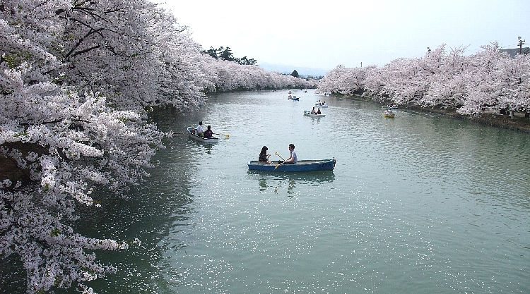 2012東北の桜巡り（弘前公園３）.jpg