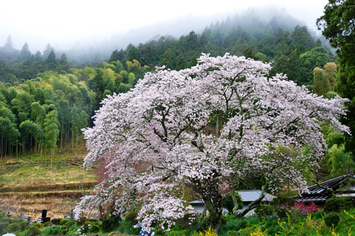 桜３