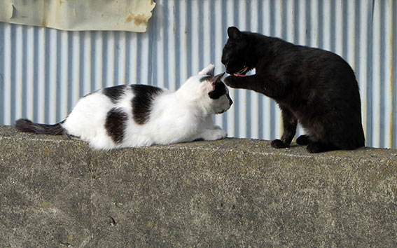 我が家のニャンコ♪2015/3/22-2