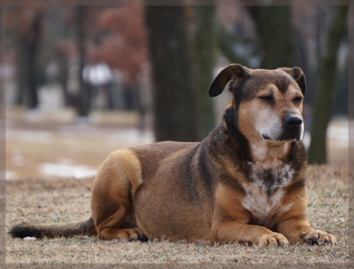 dog.jpg