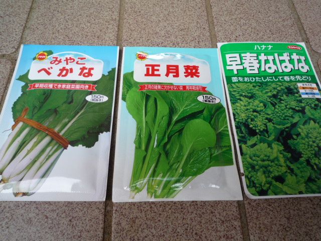葉物野菜 べかな 正月菜 なばな の種まきをしました 茉優 翔 家庭菜園ブログ 楽天ブログ