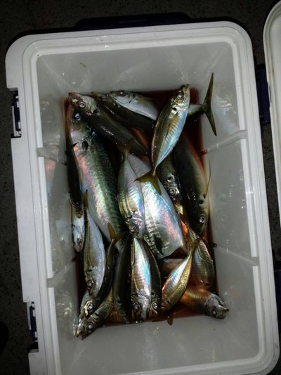 釣り