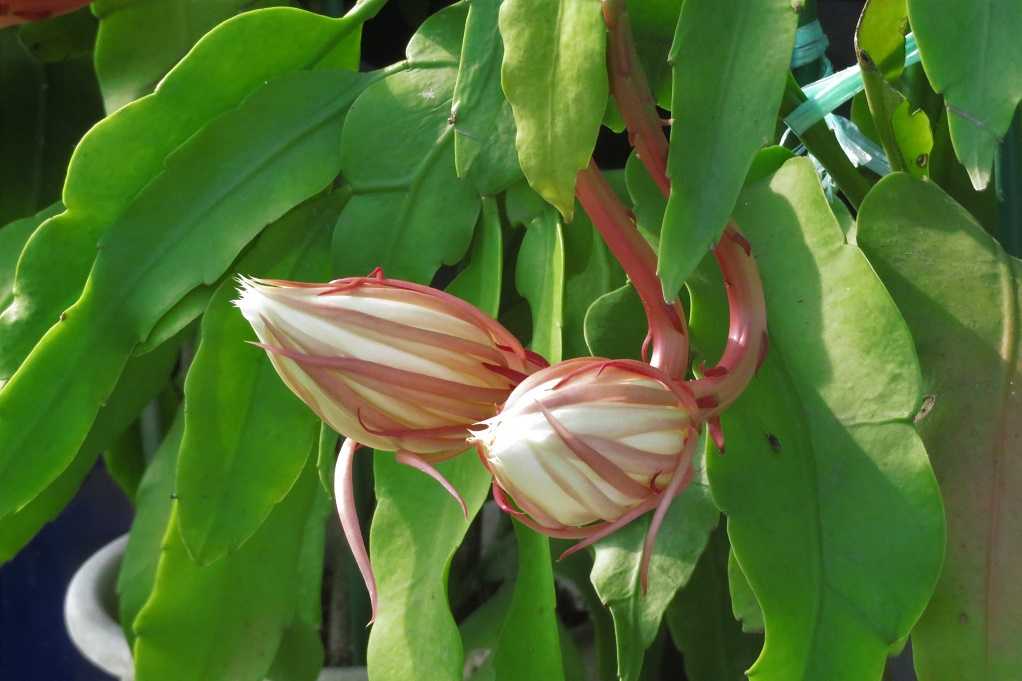 庭の花 月下美人の今季初咲きは １日の夜４輪 ２日の夜に１５輪が咲きました 大分金太郎の花鳥蝶月 楽天ブログ