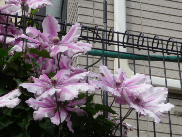 58 クレマチス