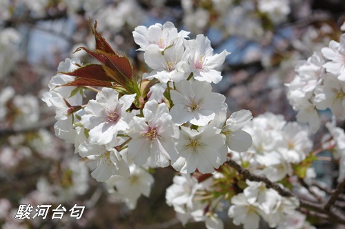 浜離宮恩賜庭園の八重桜