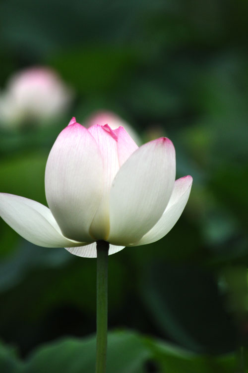 はす３