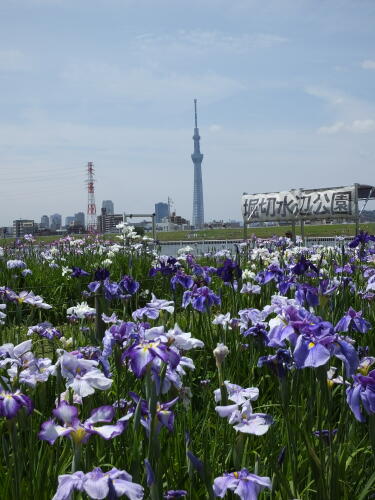 堀切水辺公園にて