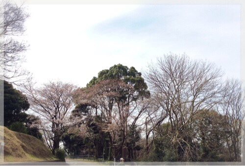 岡村公園の桜