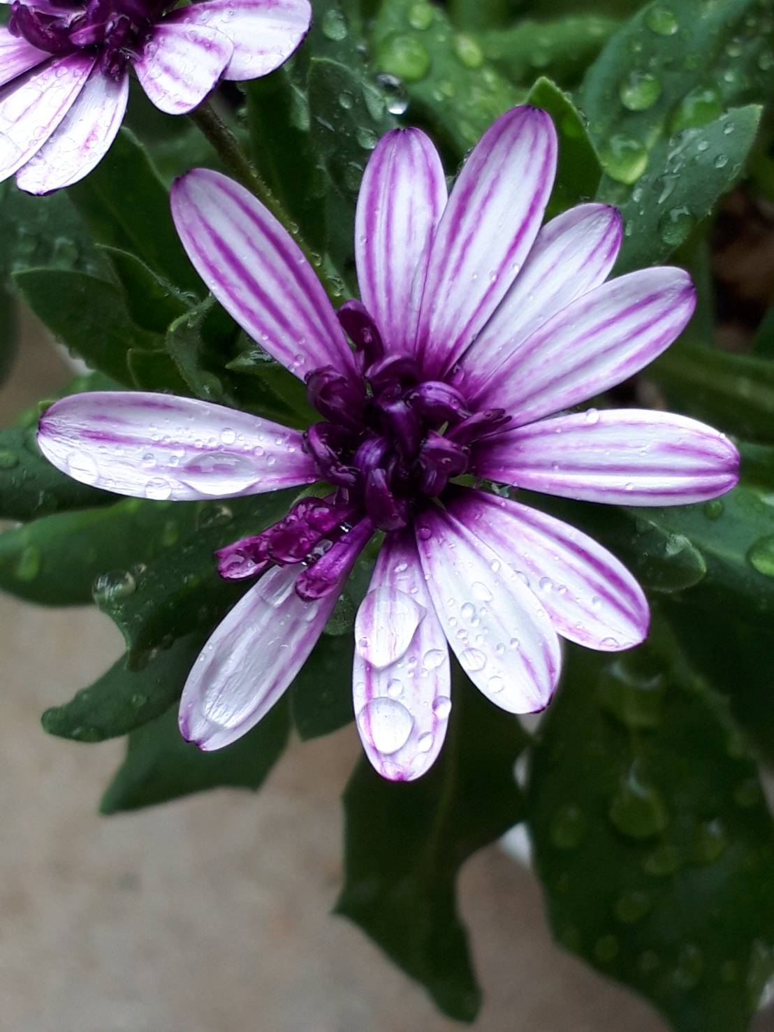 5ページ目の 花 花の写真 楽天ブログ