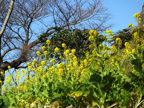 吾妻山公園