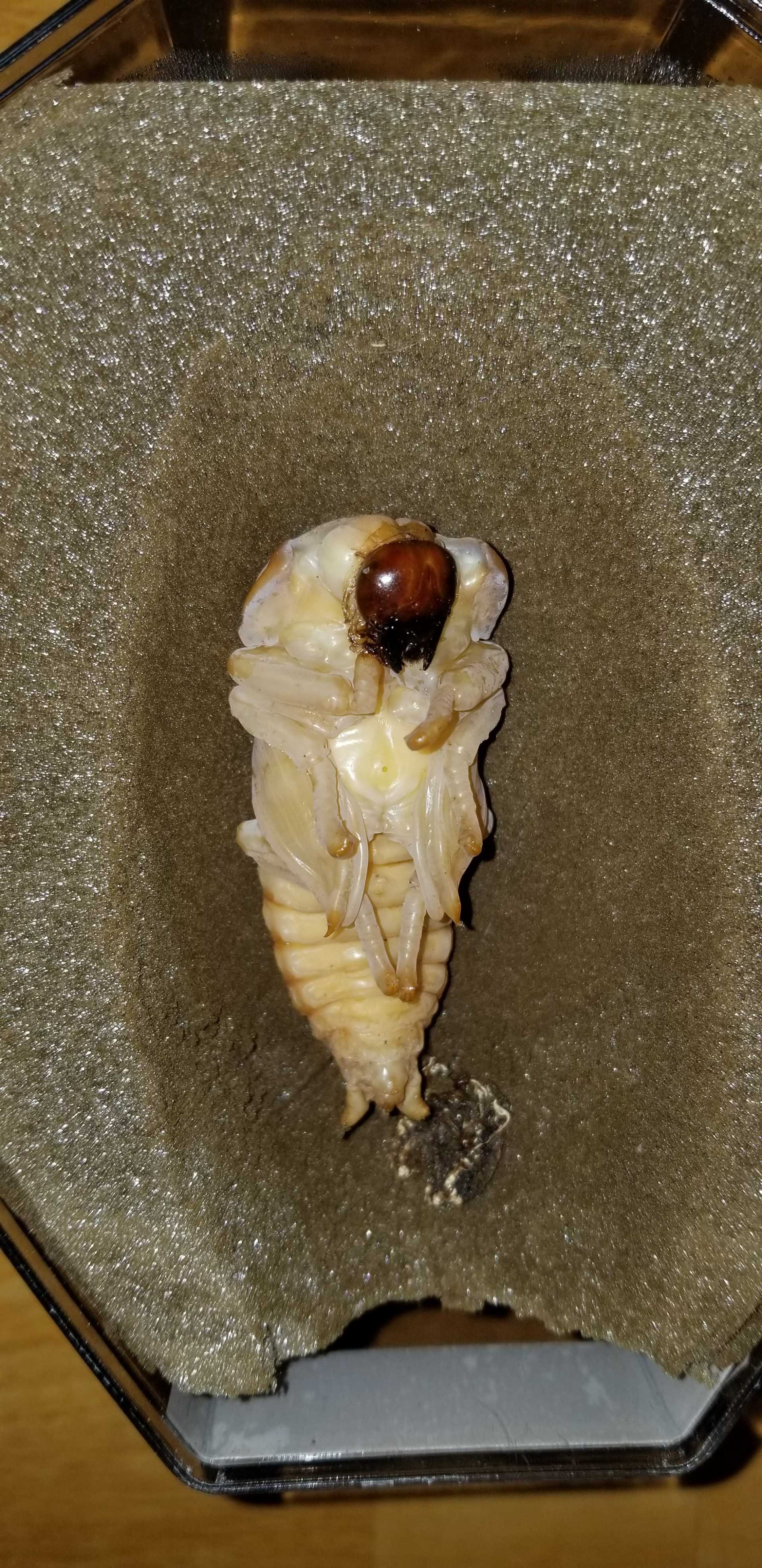 昆虫の居る生活 ど素人がはじめたカブトムシ クワガタムシの育成日記 楽天ブログ