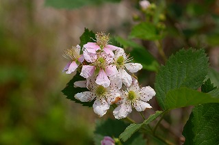 ブラックベリー・ソーンフリーの花
