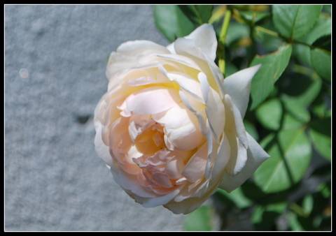DSC_0008.JPG