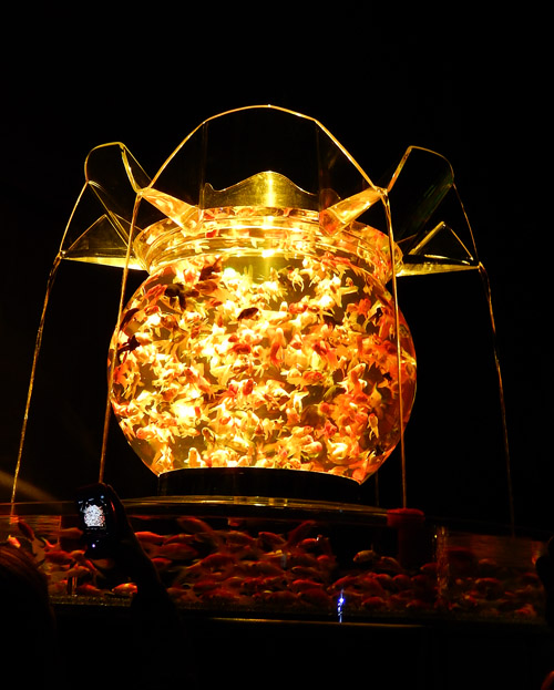 金魚３