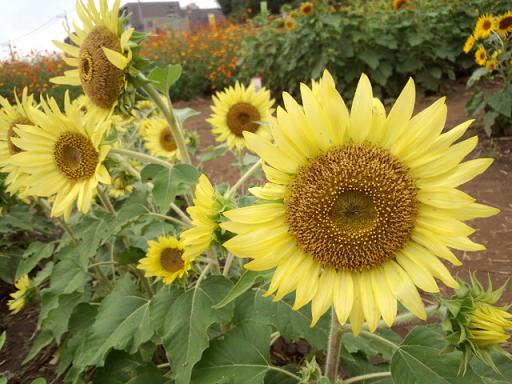 IMG_20130907_11493756.jpg