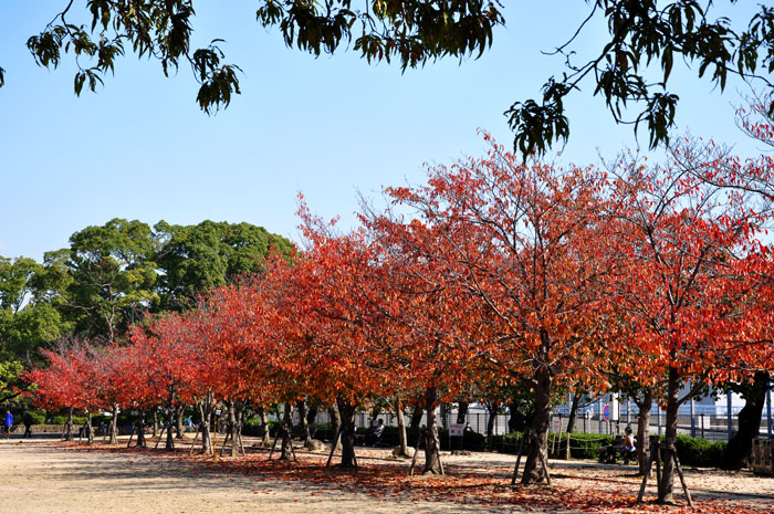 紅葉２