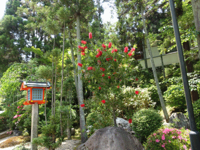 霊山寺の花