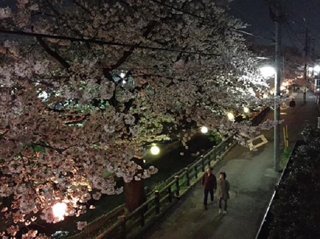 宿河原夜桜.jpg