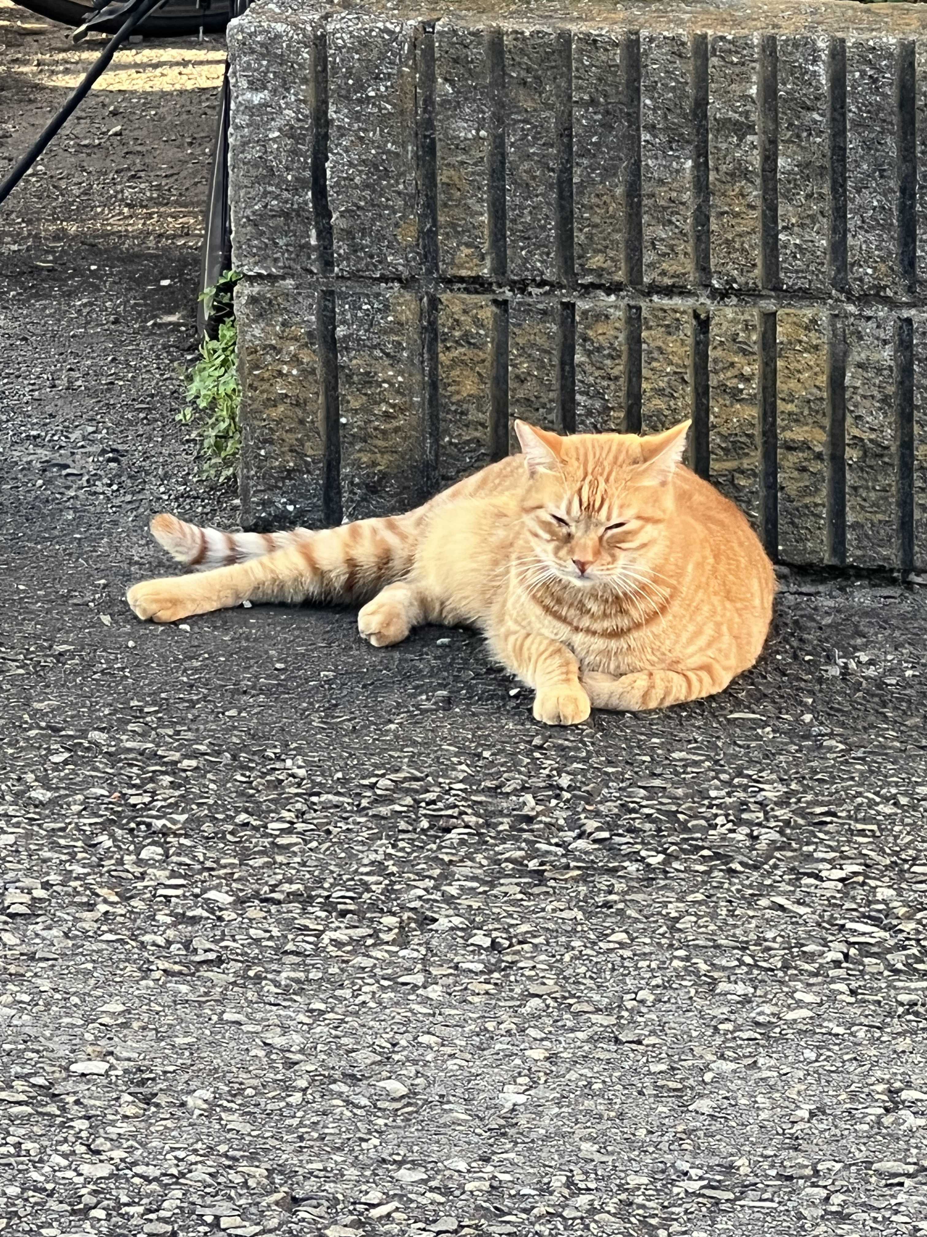 たぴまるroomへようこそ。はじめまして。