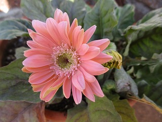 IMG_1453ss.jpg