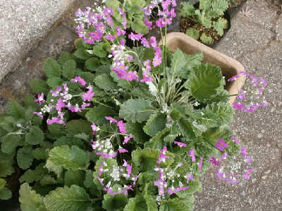 new_PC282743桜草.jpg