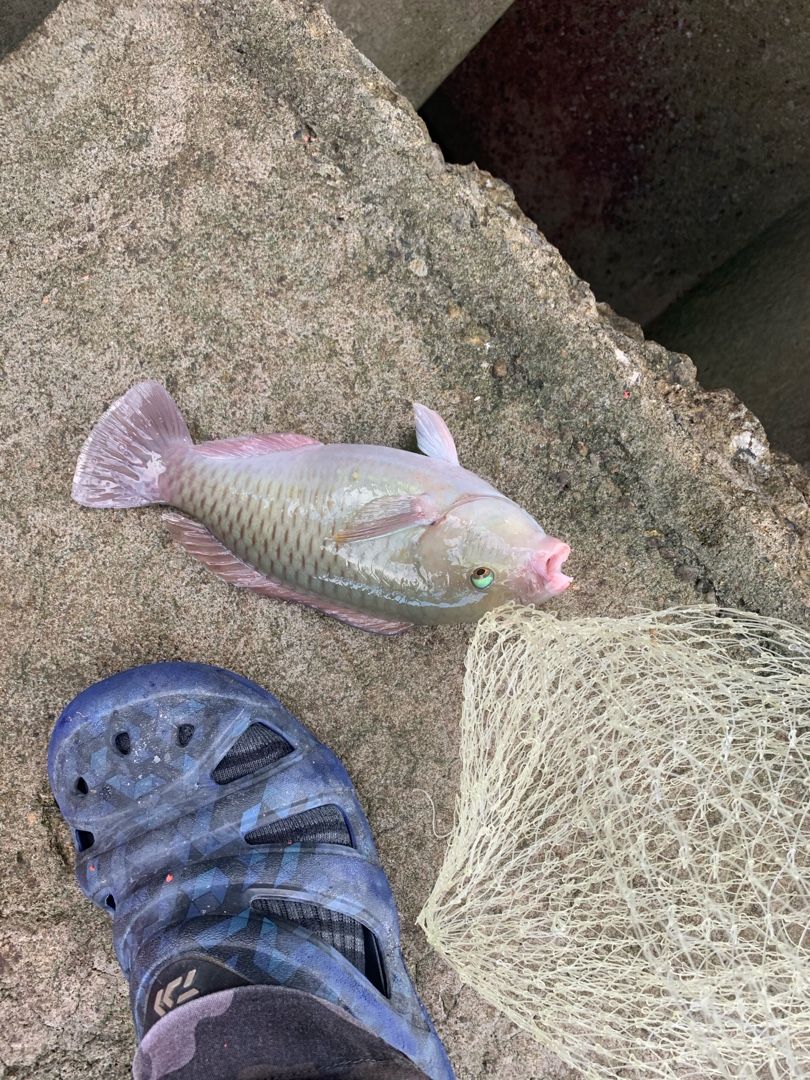 イラブチャー ブダイ 釣りやらなんやらブログ 楽天ブログ